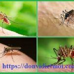 Dịch vụ diệt muỗi tại TP.HCM – Phun diệt muỗi