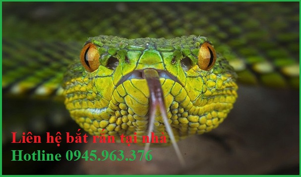 cong-ty-bat-ran-tai-nha