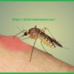 Công ty diệt muỗi quận Thủ Đức – Dịch vụ phun diệt muỗi tại nhà