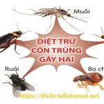 Công ty diệt côn trùng Bình Định – Dịch vụ diệt mối tận gốc