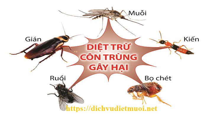 cong-ty-diet-con-trung-binh-dinh