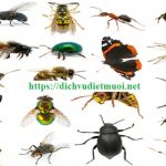 Công ty diệt côn trùng quận Thủ Đức – Dịch vụ diệt mối, muỗi, chuột