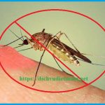 Công ty diệt muỗi quận 12 – Dịch vụ phun muỗi giá rẻ