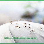 Công ty diệt muỗi tại quận 1 – Dịch vụ phun muỗi tận gốc, giá rẻ