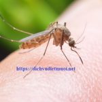 Công ty diệt muỗi tại quận 10 – Phun thuốc diệt côn trùng