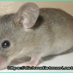 Công ty diệt chuột tại Đồng Nai – Bán thuốc diệt chuột