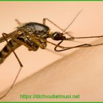 Dịch vụ phun diệt muỗi tại quận 9 – Công ty bán thuốc diệt muỗi