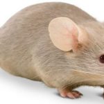 Dịch vụ diệt chuột quận 3 – Công ty bắt chuột tại nhà chuyên nghiệp