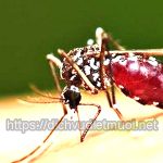 Dịch vụ diệt muỗi quận 3 – Công ty phun muỗi giá rẻ TPHCM