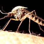 Dịch vụ diệt muỗi quận 4 – Công ty phun diệt côn trùng giá rẻ