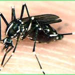 Dịch vụ phun thuốc diệt muỗi tại quận 7 – Công ty diệt muỗi tận gốc