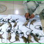 Dịch vụ diệt chuột quận Bình Tân – Công ty diệt muỗi tại nhà