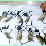 Dịch vụ diệt chuột tại quận 5 – Bắt chuột tận gốc tại nhà