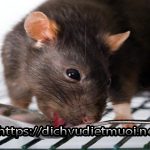 Dịch vụ diệt chuột quận Tân Phú – Thuốc diệt chuột Storm CHLB Đức