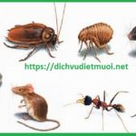 Công ty diệt côn trùng tại quận 8 – diệt muỗi, mối, chuột