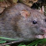 Dịch vụ diệt chuột quận Tân Bình – Bắt chuột tại nhà chuyên nghiệp