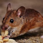 Dịch vụ diệt chuột tại Tây Ninh – Bán thuốc diệt chuột sinh học