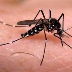 Dịch vụ phun thuốc diệt muỗi quận Phú Nhuận – Diệt muỗi chuyên nghiệp