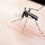 Dịch vụ diệt muỗi tận gốc Bình Phước – Công ty diệt côn trùng giá rẻ