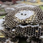 Dịch vụ diệt ong tại Biên Hòa – Bắt gỡ tổ ong độc ở Đồng Nai