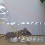 Dịch vụ diệt chuột tại Khánh Hoà – Bán thuốc diệt chuột giá rẻ