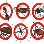 Công ty diệt côn trùng tại Quảng Ninh – Bán thuốc diệt mối tại nhà
