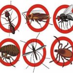 Công ty diệt côn trùng tại Vũng Tàu – Bán thuốc diệt muỗi