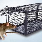 Dịch vụ diệt chuột tại Lâm Đồng- Diệt chuột giá rẻ tại nhà