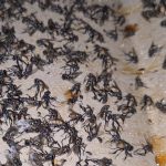 Diệt ruồi quận Cẩm Lệ Đà Nẵng – Dịch vụ phun thuốc diệt muỗi