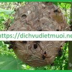 Dịch vụ diệt ong tại quận Phú Nhuận – Công ty bắt gỡ tổ ong uy tín
