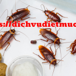 Diệt gián quận Cẩm Lệ – Công ty diệt côn trùng chuyên nghiệp