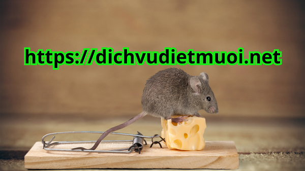 dich-vu-diet-chuot-tai-thuan-an