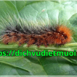 Công ty diệt sâu róm tại Đà Nẵng – Dịch vụ phun thuốc diệt sâu bọ