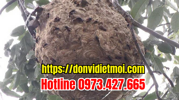 cong-ty-diet-to-ong-tai-hue
