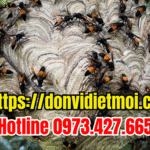 DỊCH VỤ BẮT ONG – DIỆT ONG TẠI HUẾ